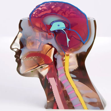 彩色3d打印人體器官醫學模型