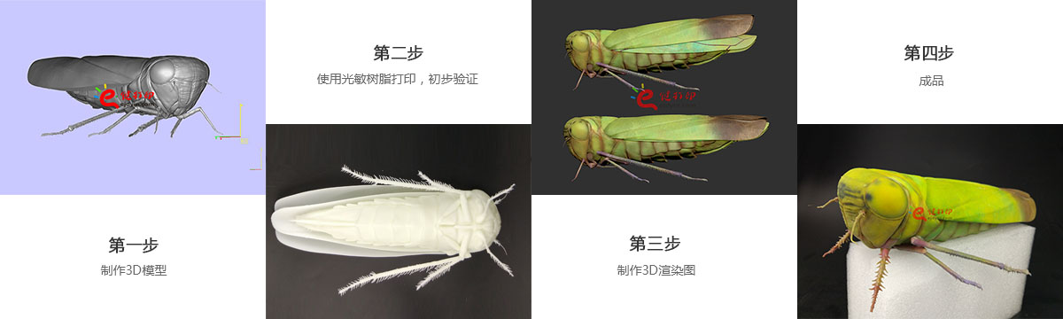 3D打印生物標(biāo)本3d打印制作流程